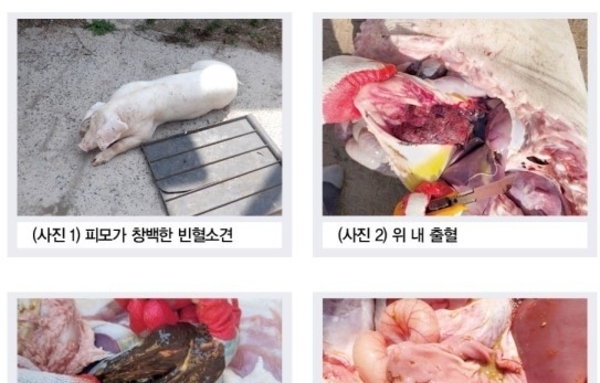 돼지의 이물 섭취 의심 사례(한돈미디어 23년 6월호)
