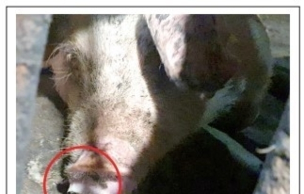 한돈미디어 23년 10월호, 환절기 알아야 하는 바이러스 : 돼지 인플루엔자 바이러스(SIV)
