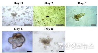배양기간에 따른 3차원 세포 집합체 형태의 한우 소장 오가노이드