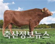 한우 보증씨수소 케이피엔(KPN)1447
