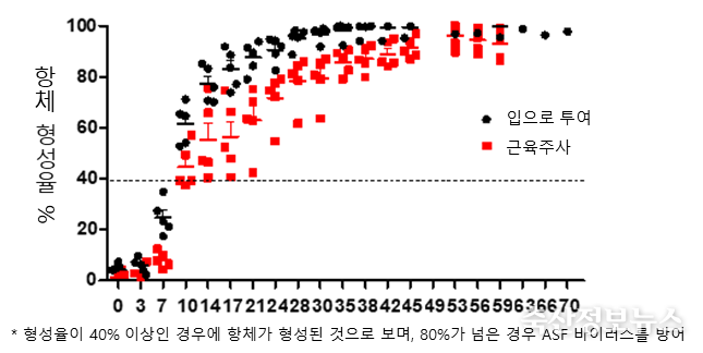 백신후보주 안전성 연구 결과