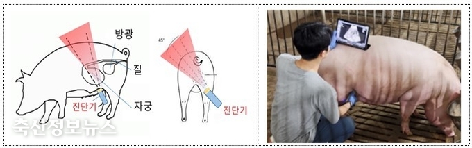 임신 판정 시 탐촉용 프로브 위치 및 각도
