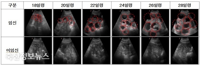 어미돼지 인공수정 후 일령별 자궁 상태 변화