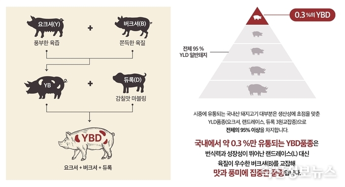 도드람 프리미엄 브랜드 ‘THE짙은’의 YBD 품종소개