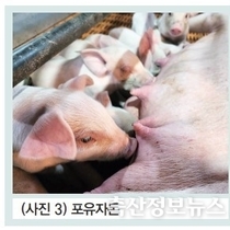 다산성 모돈은 더욱 세심하게 신경 써야 한다. / 박재원 박사