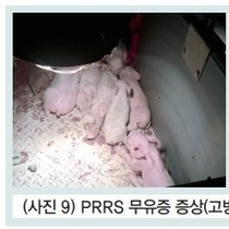 농장의 생산성 개선을 위한 모돈 및 자돈단계(포유자돈) 질병관리 방안 / 이승윤 대표