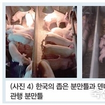 양돈장 시설관리 개선을 통한 성적향상 방안 / 이승윤 대표