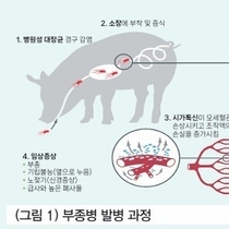 돼지 부종병의 컨트롤 전략 및 모니터링 필요성 / 이현준 차장