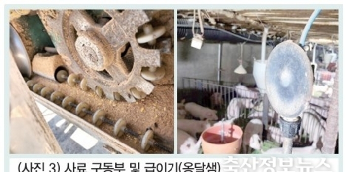 여름철 모돈 관리를 통한 번식돈 준비 및 번식성적 관리가 필요하다 / 박재원 박사