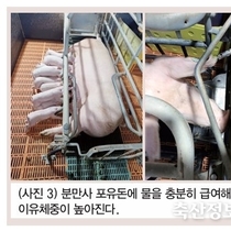 미리 준비하는 더위 이후 양돈장의 환경 및 영양관리 점검 포인트 / 최영조 박사
