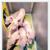 환절기 양돈장 호흡기 질병 관리의 중요성 : 글래서씨병, 그리고 PRRS / 김영인 수의사