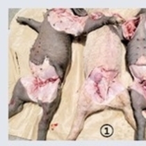 양돈산업의 숨겨진 재앙, 겨울철 PRRS 질병관리 및 핵심 환경 개선 / 곽성규 원장