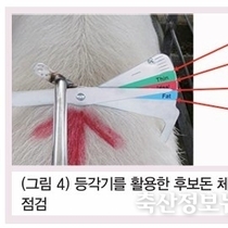 후보돈 관리와 교배 프로세스 / 김대영 컨설턴트