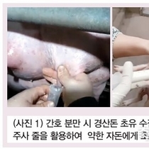 겨울철 모돈관리 : 모돈의 생산성을 높이는 실전 가이드 / 이장걸 소장