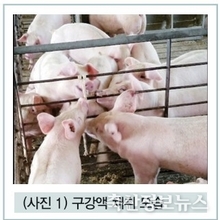 환절기 자돈 폐사율 감소를 위해 기억해야 할 질병 ‘돼지 인플루엔자’ / 김성일 원장