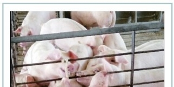 환절기 자돈 폐사율 감소를 위해 기억해야 할 질병 ‘돼지 인플루엔자’ / 김성일 원장