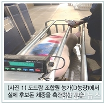 건강한 자돈을 생산하기 위한 모돈 관리의 핵심 / 여창일 수의사