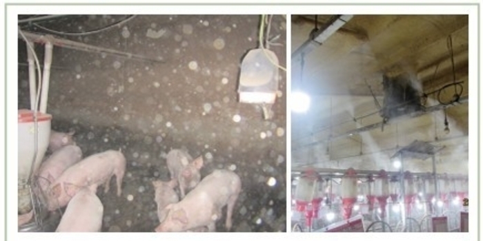 봄철 환절기에 다발하는 ‘연쇄상구균’ 감염증 / 장석현 수의사