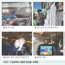 4월 환절기 양돈장의 사양관리 핵심 전략 / 고건 팀장