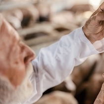 PRRS 국가 대책과 지속 가능한 민간 백신 전략의 조화 / 배수정 부장